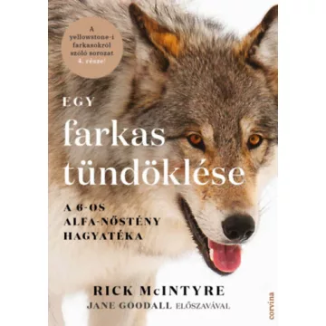   Egy farkas tündöklése - A 6-os alfa-nőstény hagyatéka -  Rick McIntyre (kötött áras) 