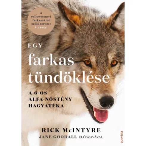 Egy farkas tündöklése - A 6-os alfa-nőstény hagyatéka -  Rick McIntyre (kötött áras) 
